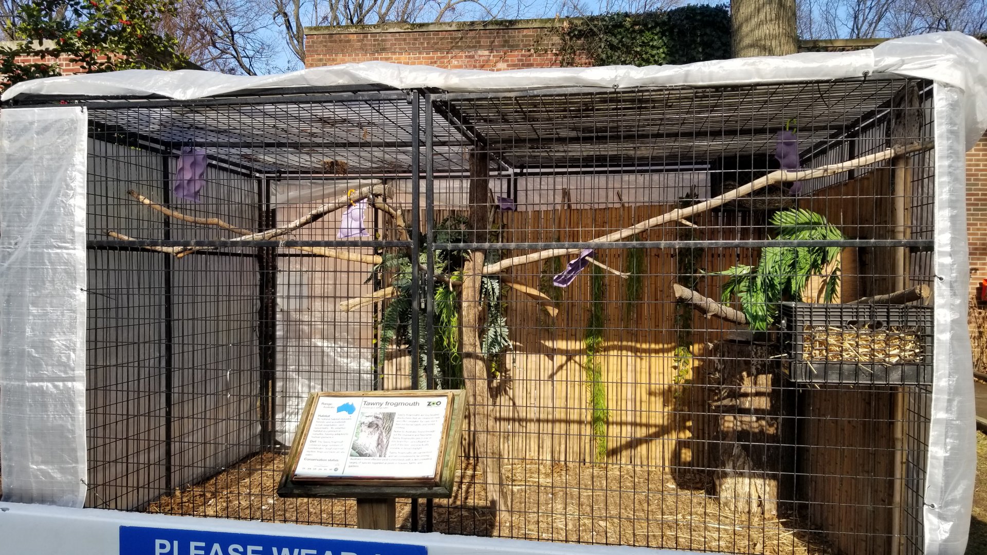 Staten Island Zoo - Tawny Frogmouth