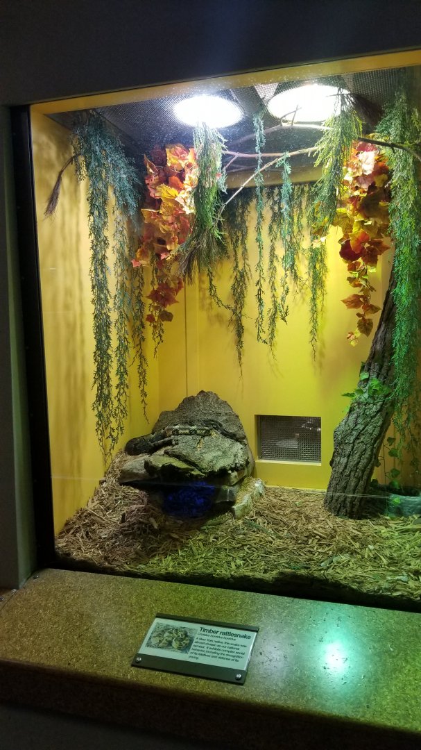 Staten Island Zoo - Timber rattlesnake