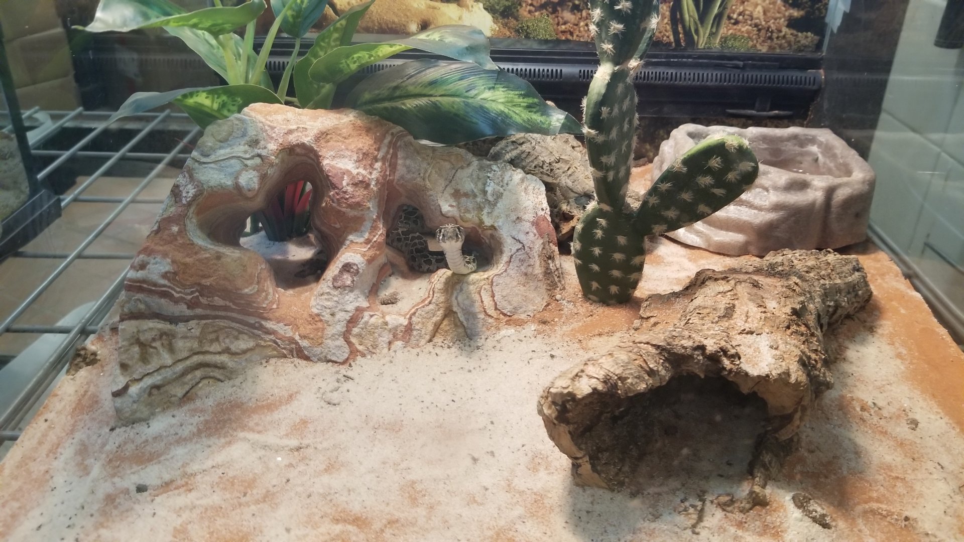 Staten Island Zoo - Tiny mexican lancehead rattlesnake