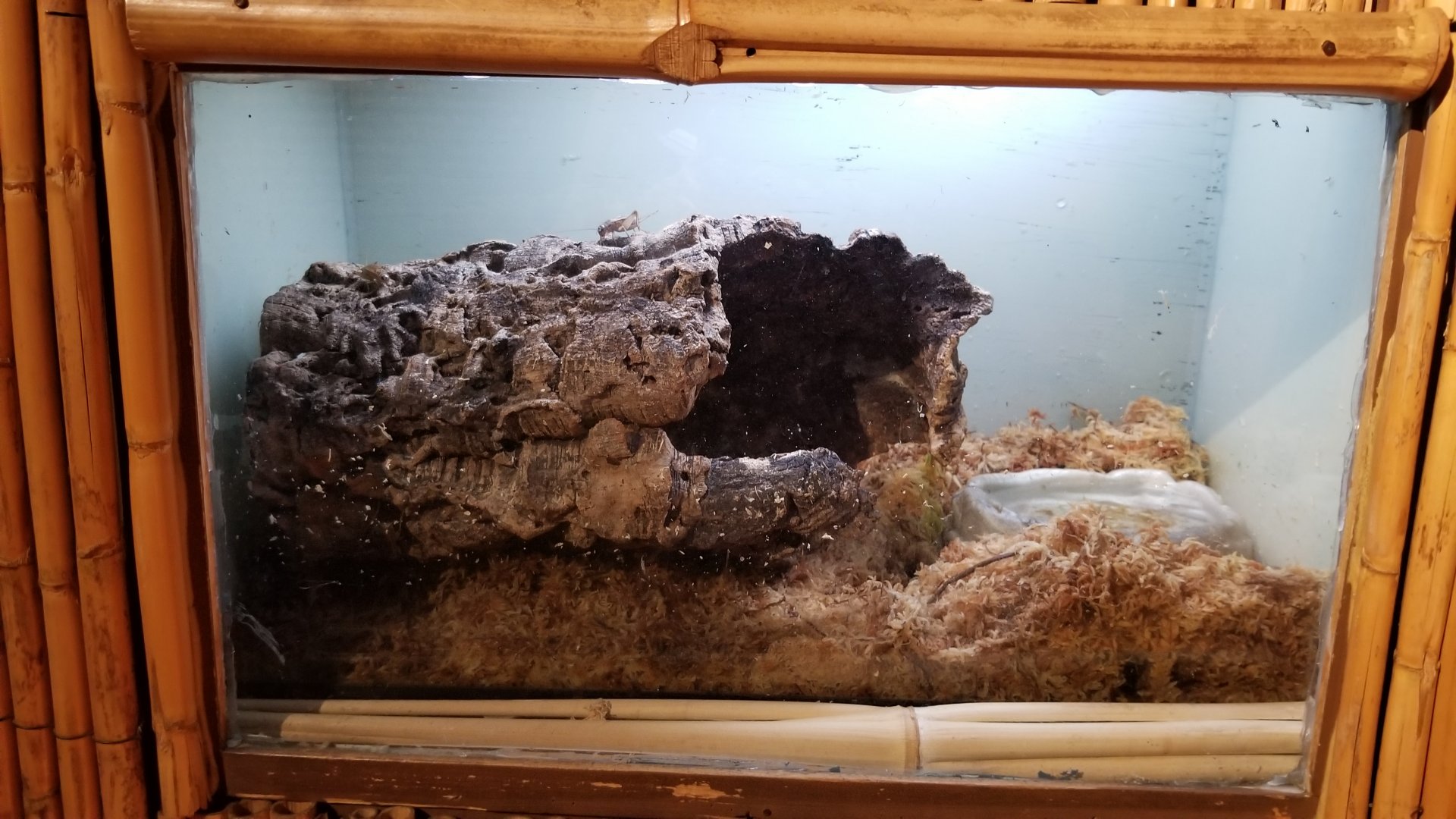 Staten Island Zoo - Tomato frog