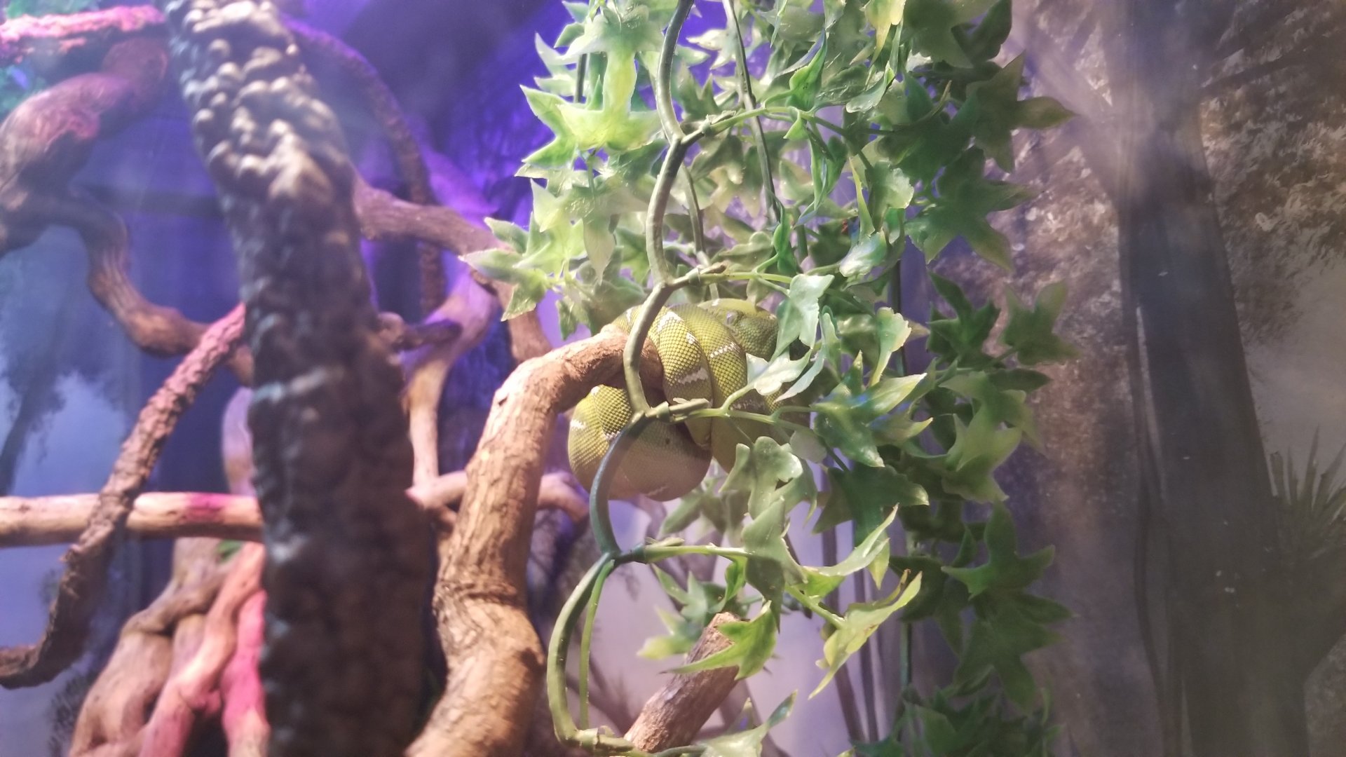 Staten Island Zoo - Unsigned emerald tree boa