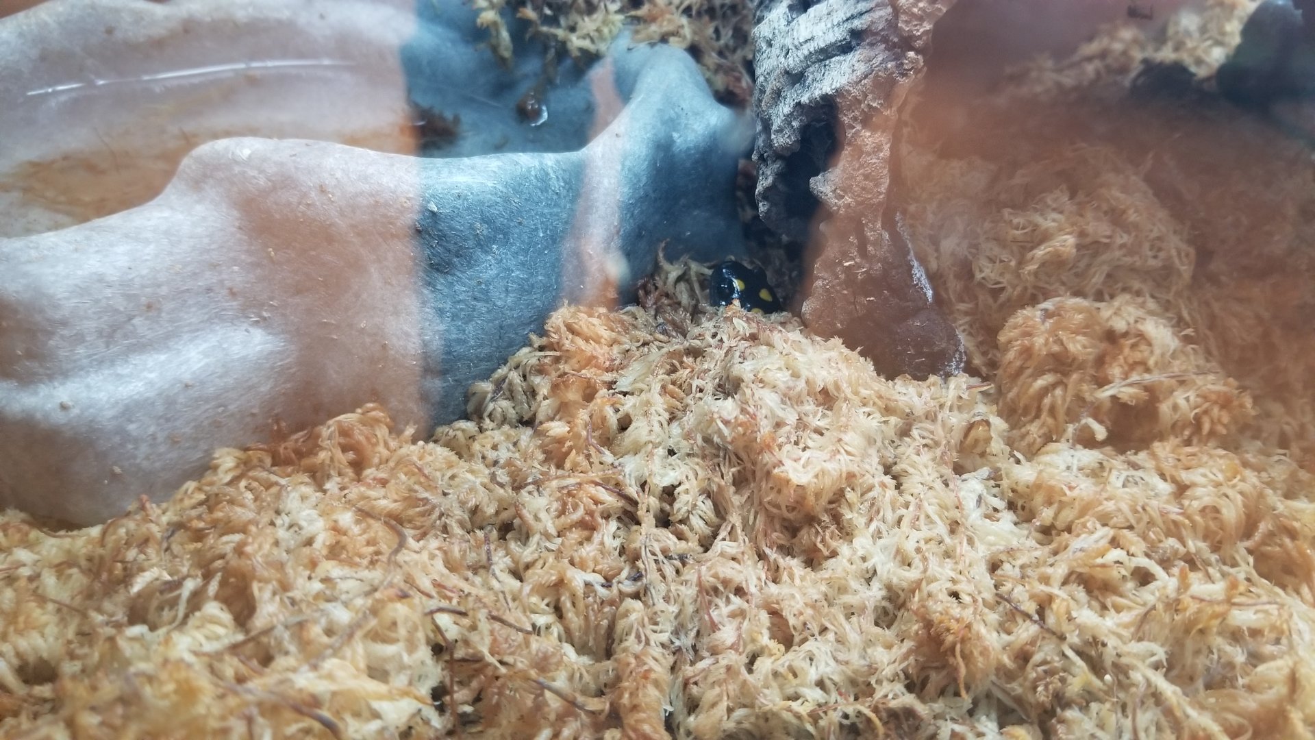 Staten Island Zoo - Unsigned, fire salamander?