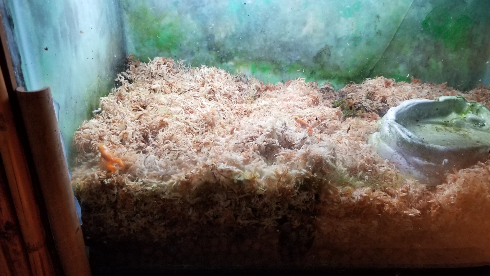 Staten Island Zoo - Unsigned frogs