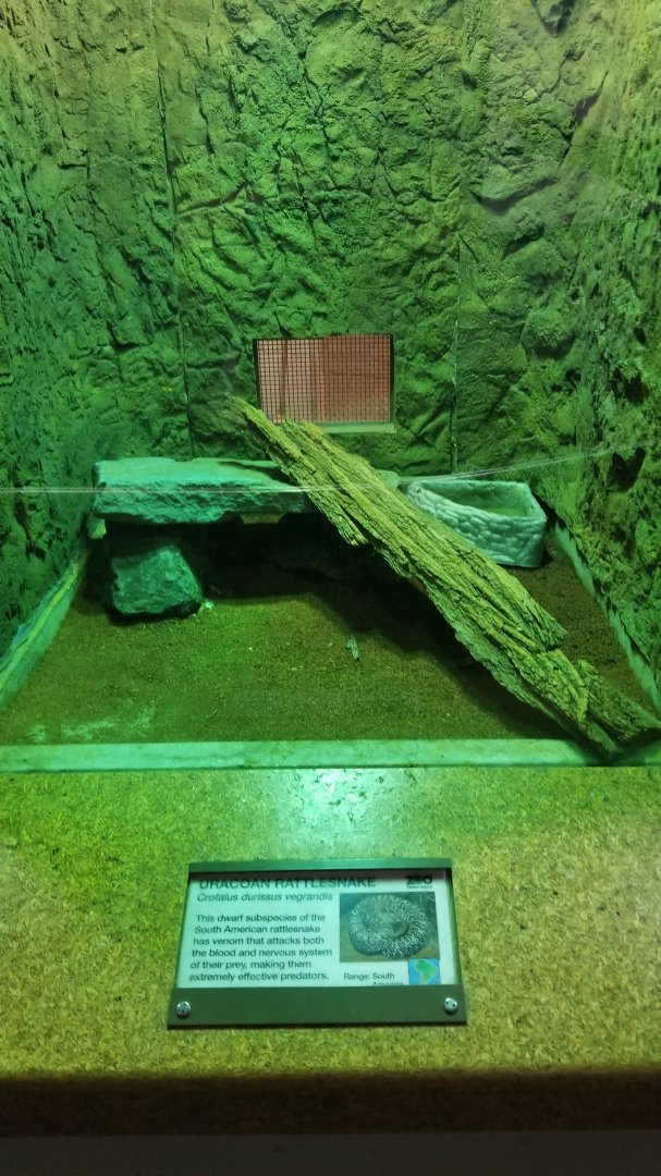 Staten Island Zoo - Uracoan rattlesnake