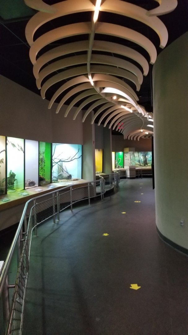 Staten Island Zoo - Venemous snakes, looking the other direction