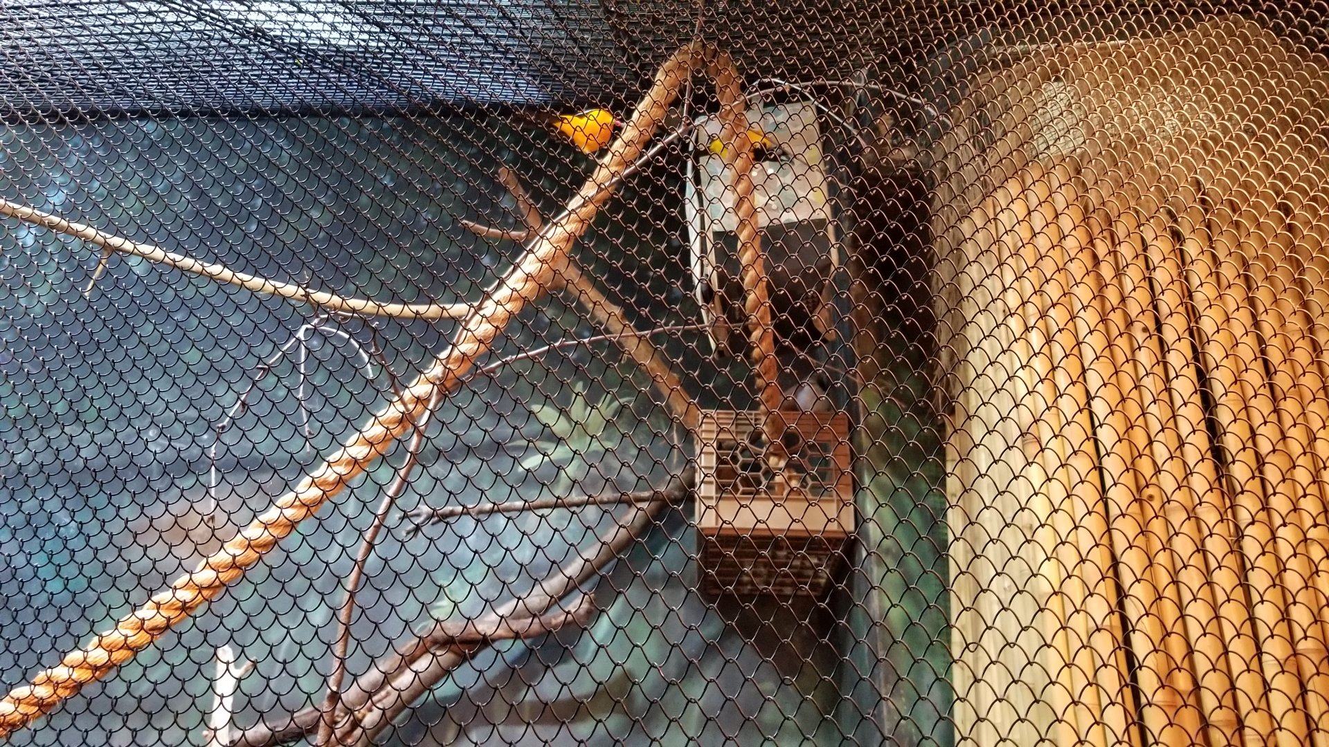 Staten Island Zoo - Venezuelan troupial, unknown bird (tanager?)