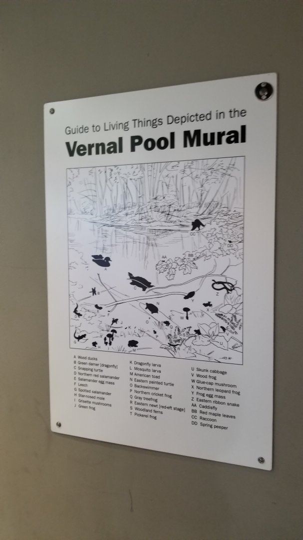 Staten Island Zoo - Vernal pool mural explanation