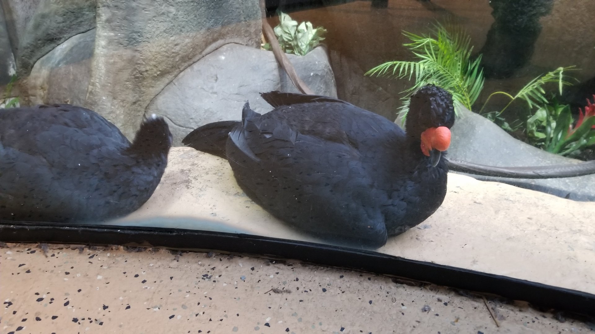 Staten Island Zoo - Wattled curassow