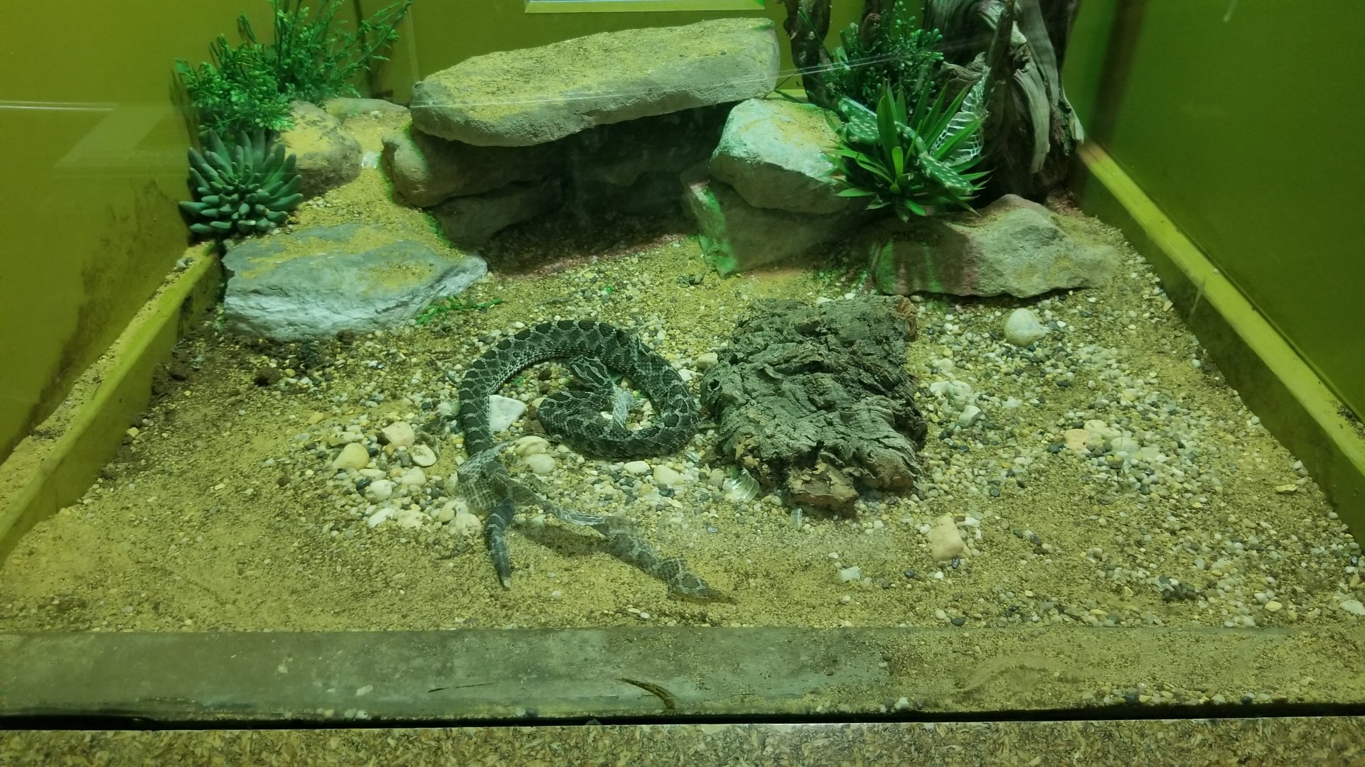 Staten Island Zoo - Western massasauga