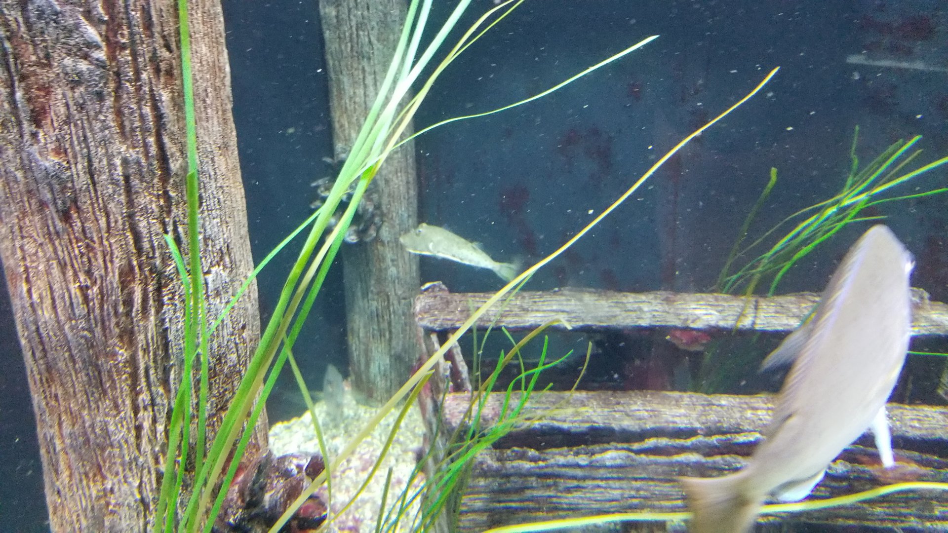 Staten Island Zoo - Winter flounder