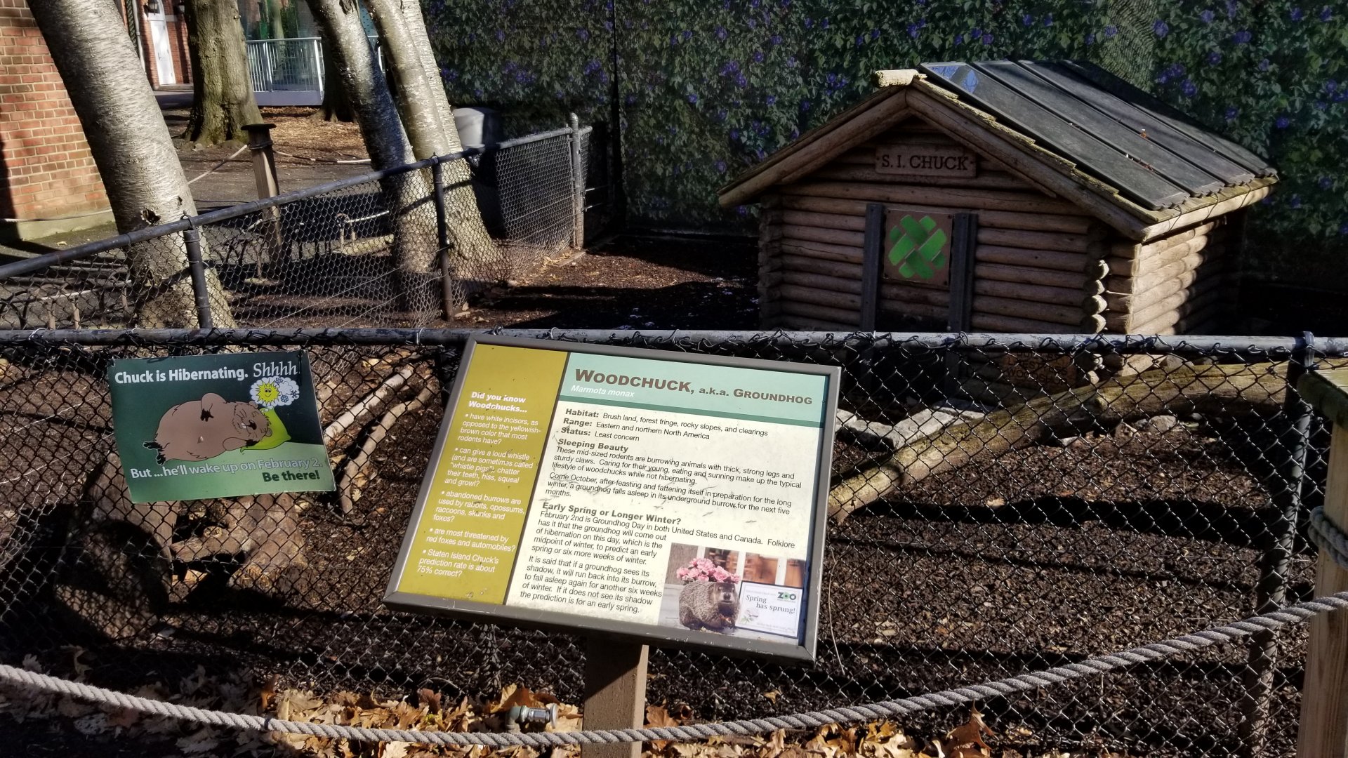 Staten Island Zoo - Woodchuck