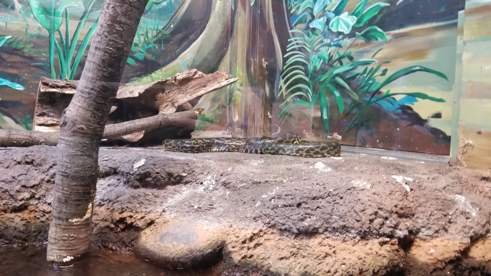 Staten Island Zoo - Yellow anaconda