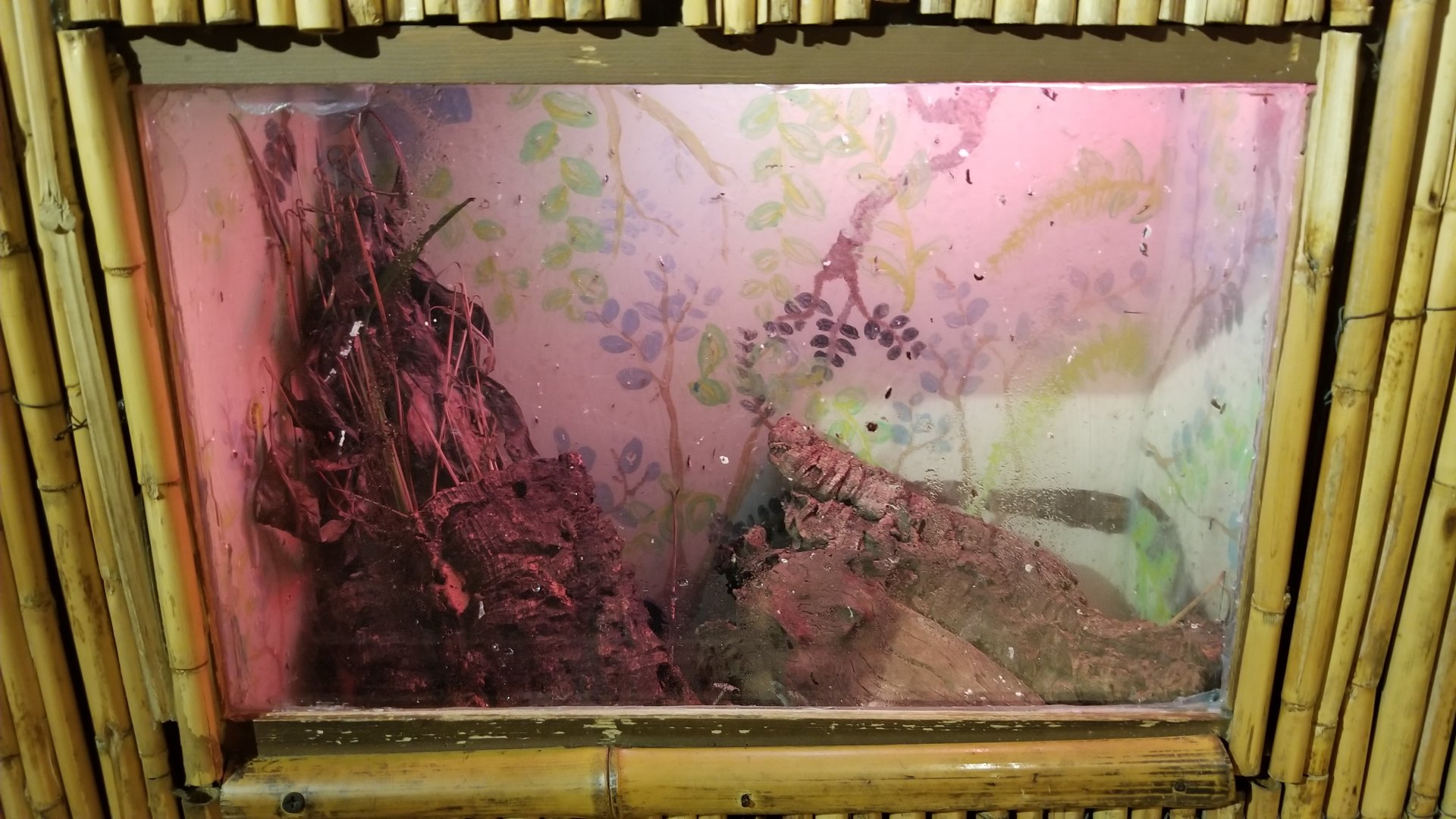 Staten Island Zoo - Yellow-headed day gecko