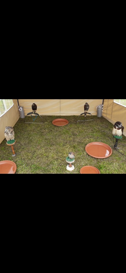 Static display by North East falconry in Sunderland 2021