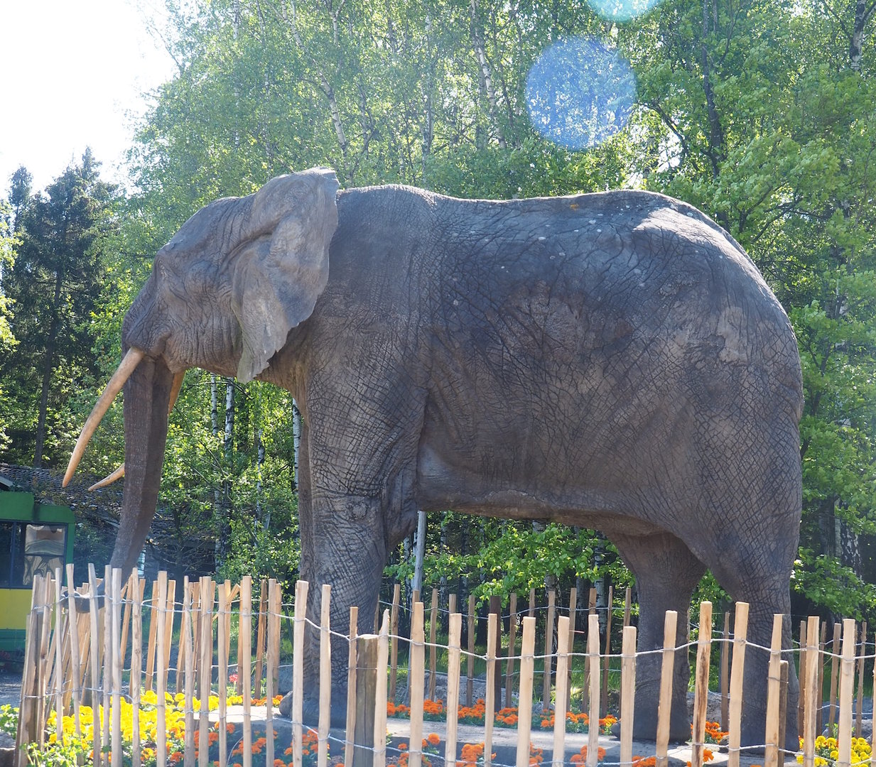 Statue of African bush elephant bull, 2023-05-19