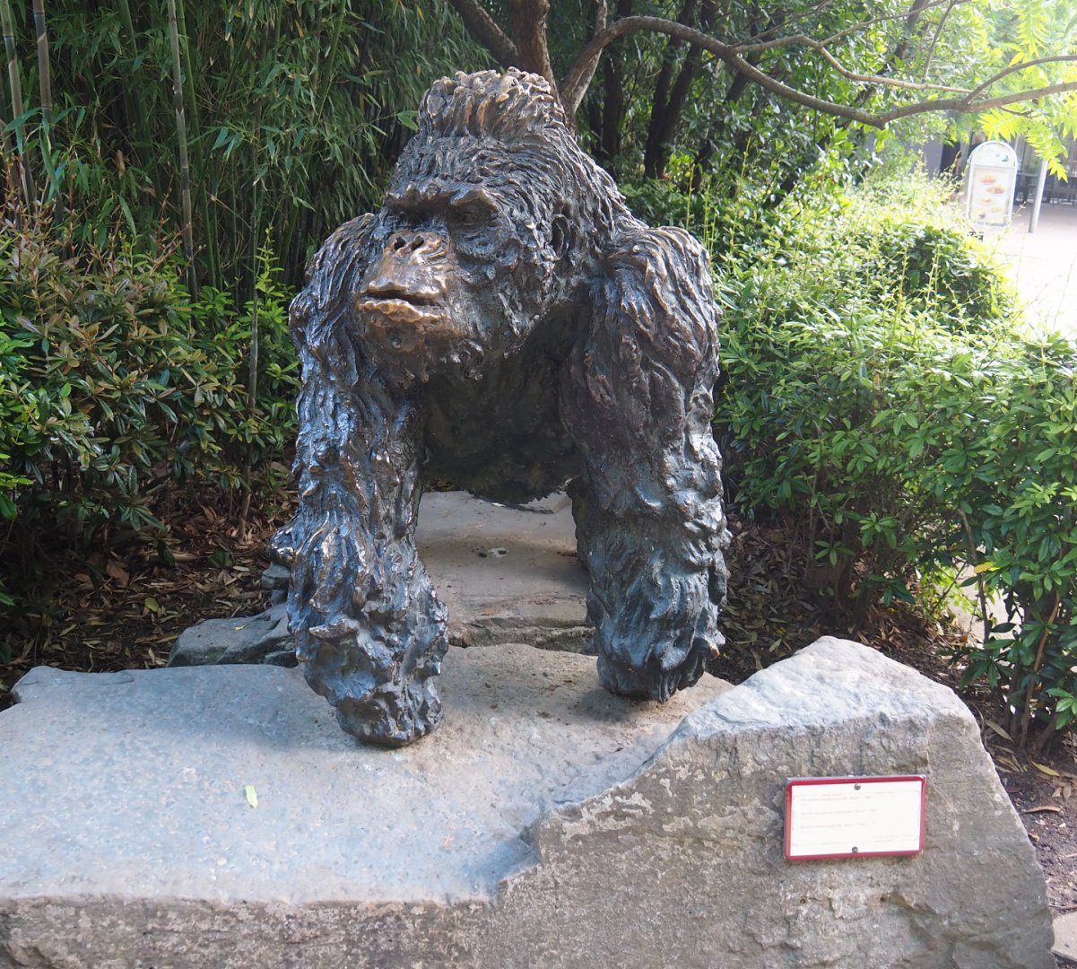 Statue of Eastern lowland gorilla Kaisi, 2022-05-26