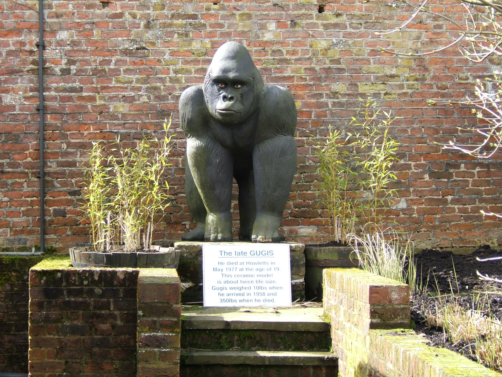 Statue of Gugis the gorilla at Howletts Wild Animal Park, 3 April 2010