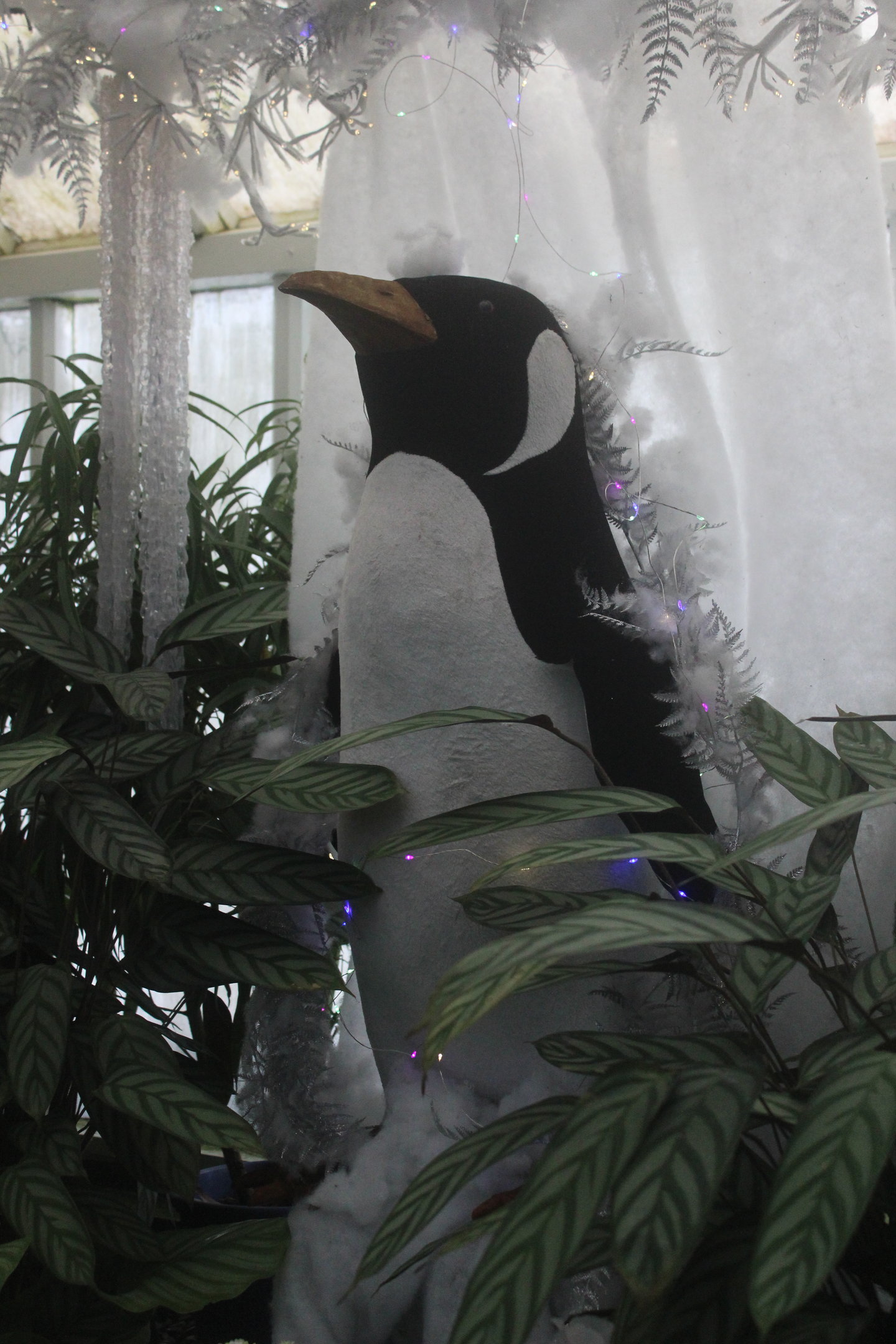 Statue of Penguin, Winter Gardens (Whanganui)
