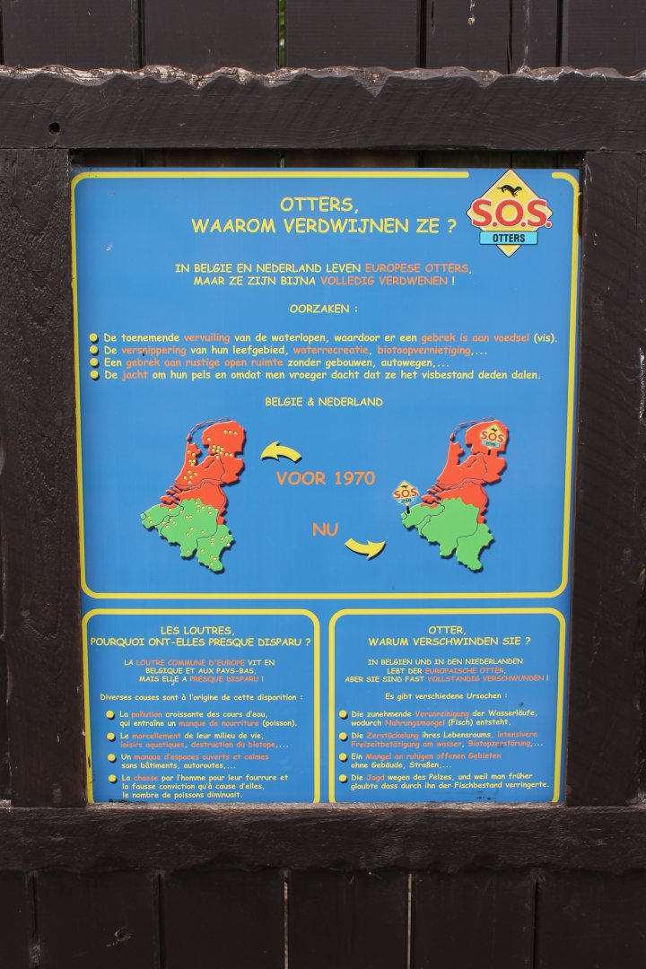 Status and threats Otters in Belgium and the Netherlands