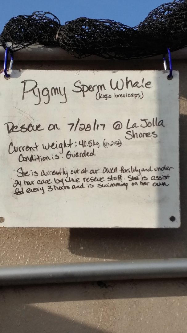 Status of rescued pygmy sperm whale