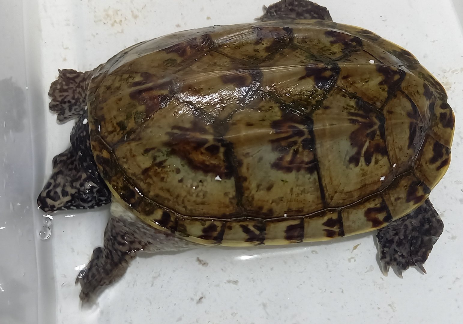 Staurotypus triporcatus