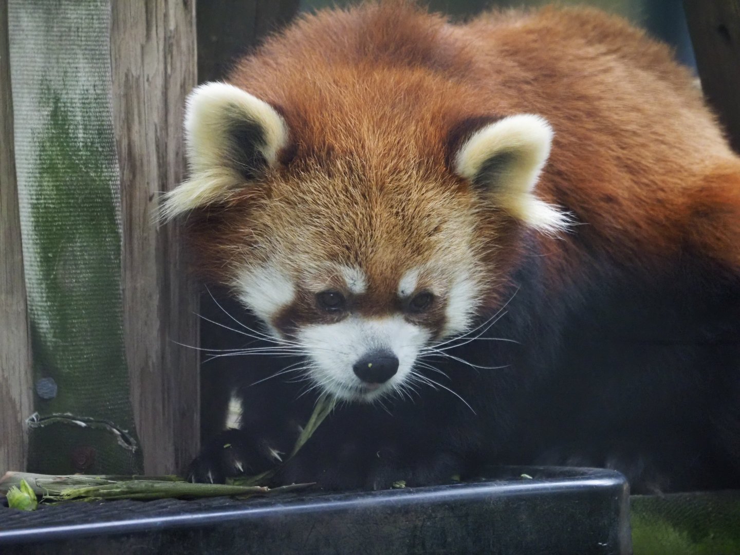 Stayan's Red Panda