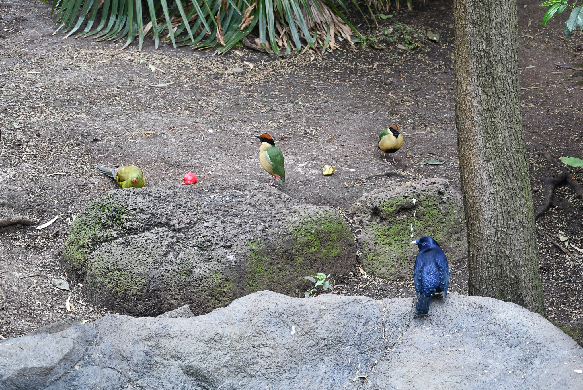 Stealing Cassowary Food