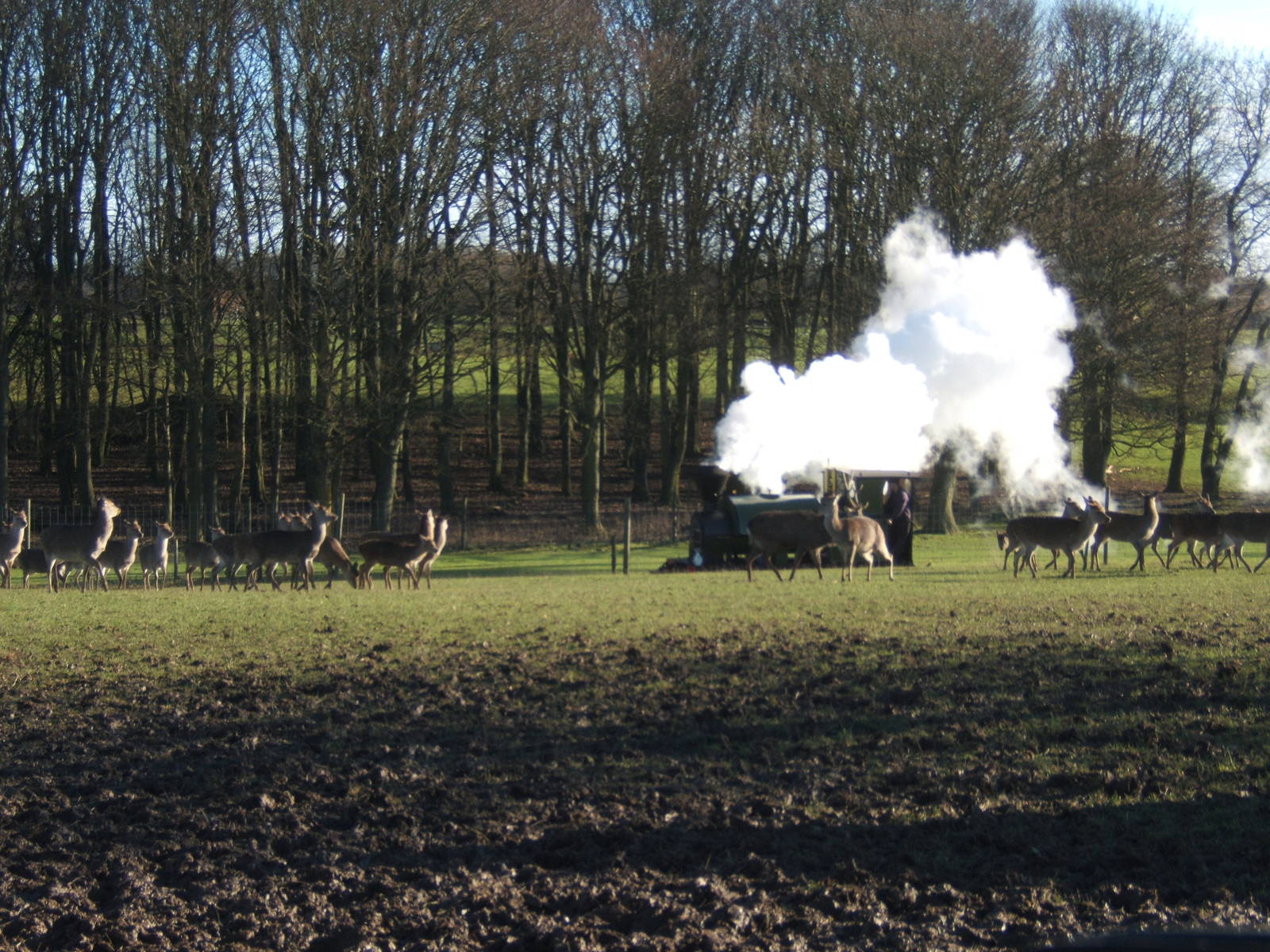 Steam Train passing through Deer Park