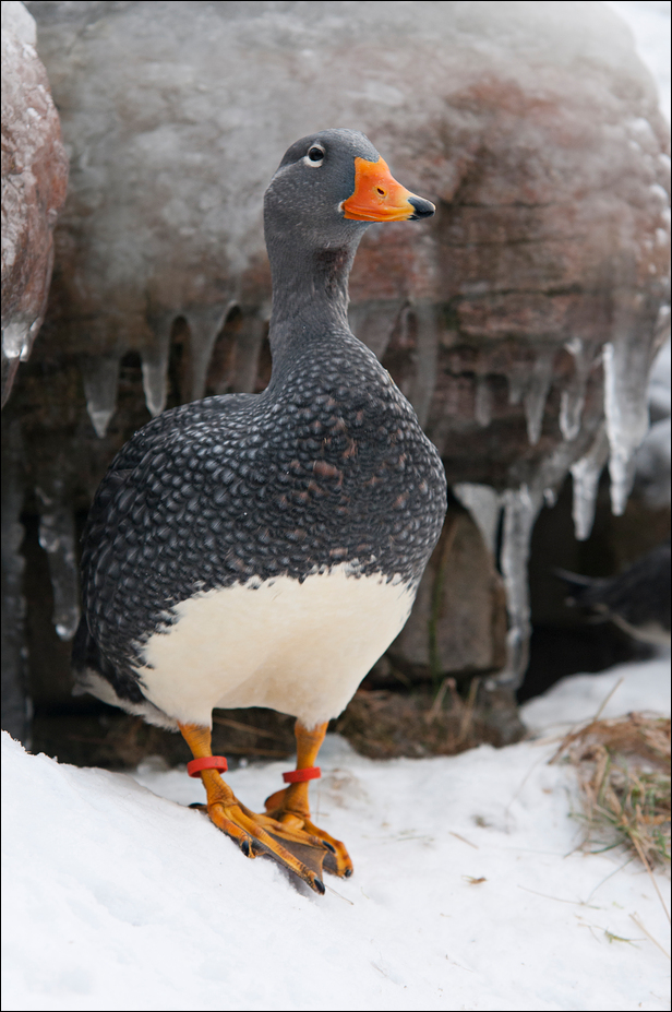 Steamer duck at Hamburg