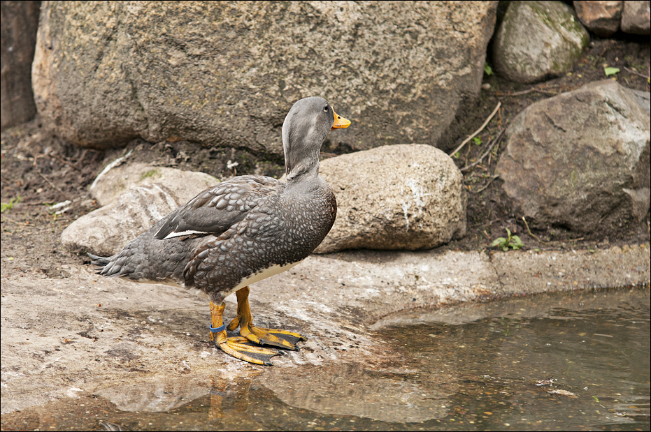 Steamer duck at Thüle