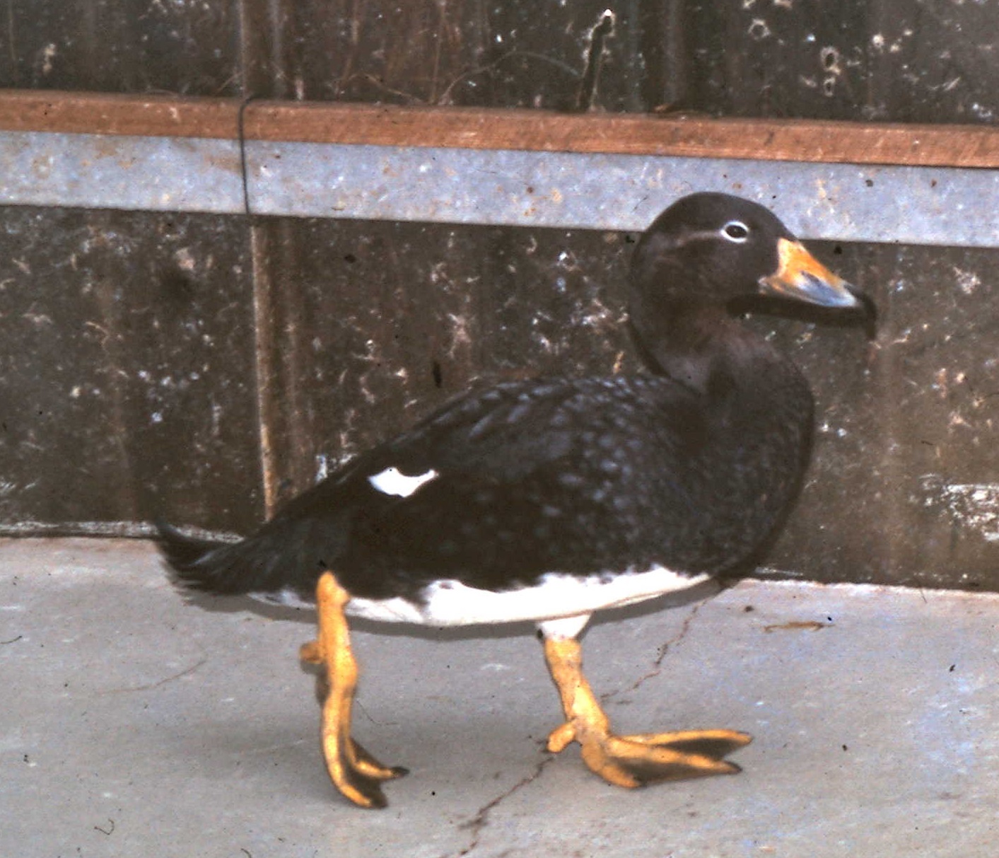 Steamer duck ID