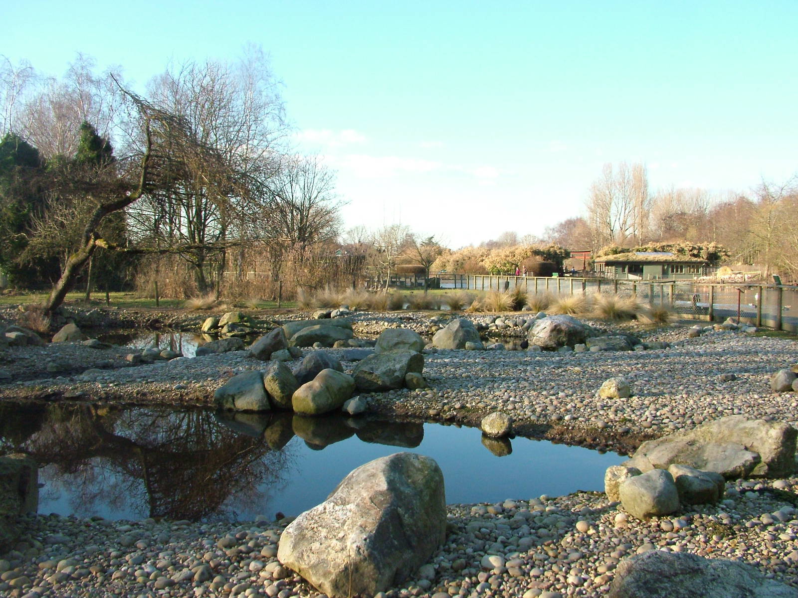Steamer Duck Pen at Martin Mere, 28/01/11