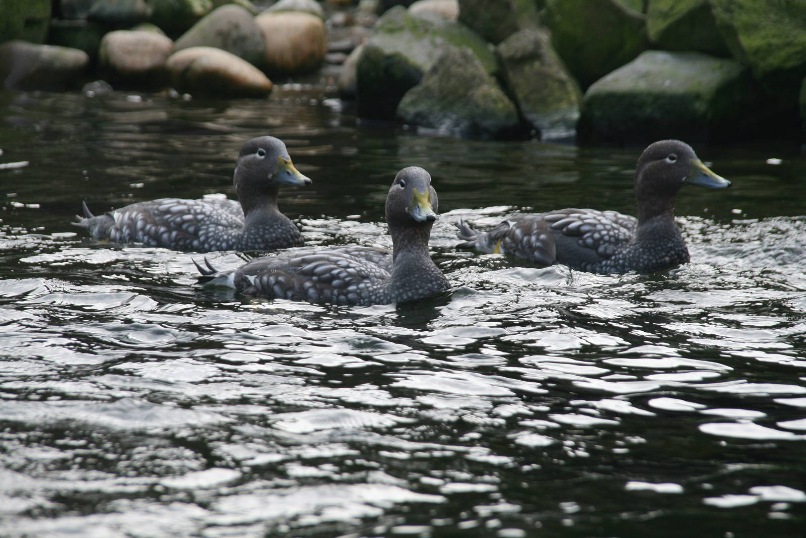 Steamer duck trio
