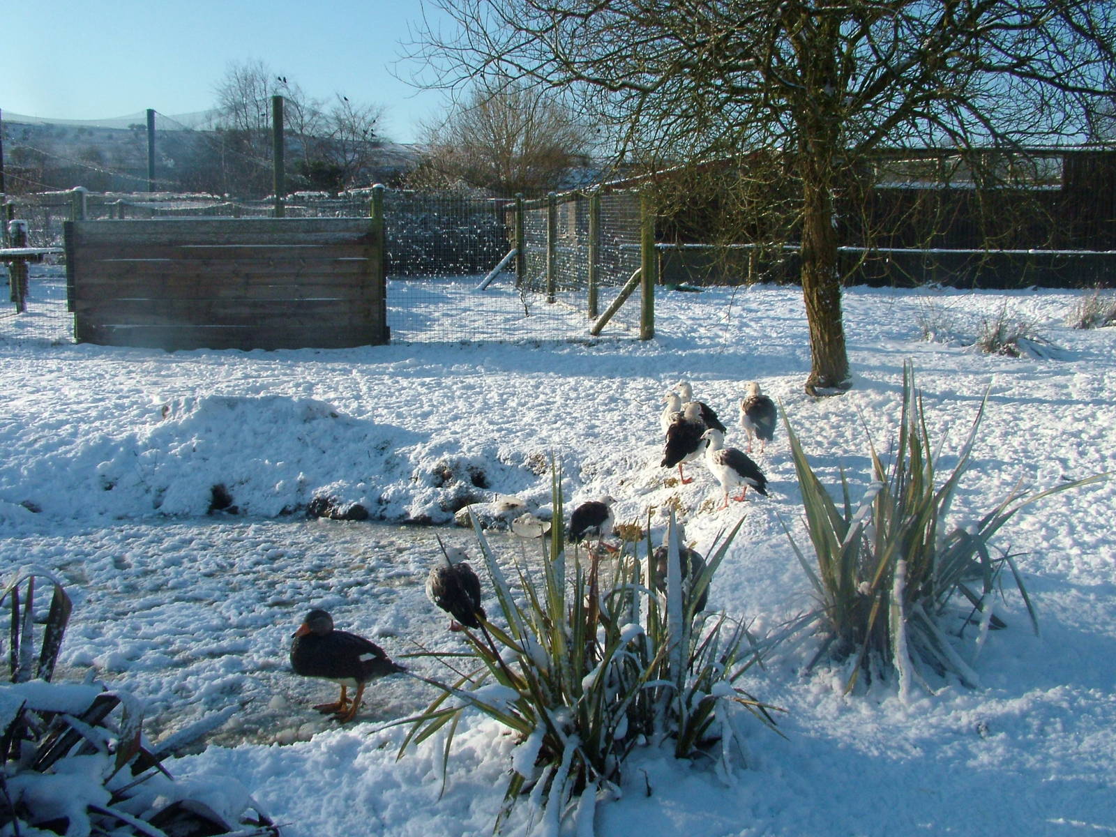 Steamer Ducks and Andean Geese, Blackbrook in the Snow, 03/01/10