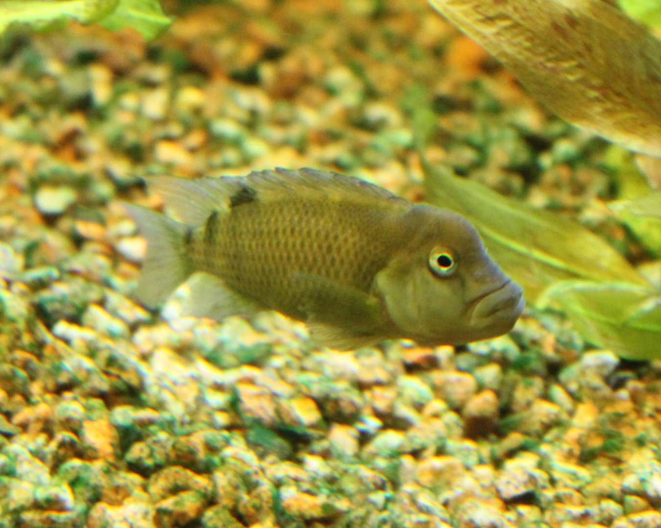 Steatocranus casuarius