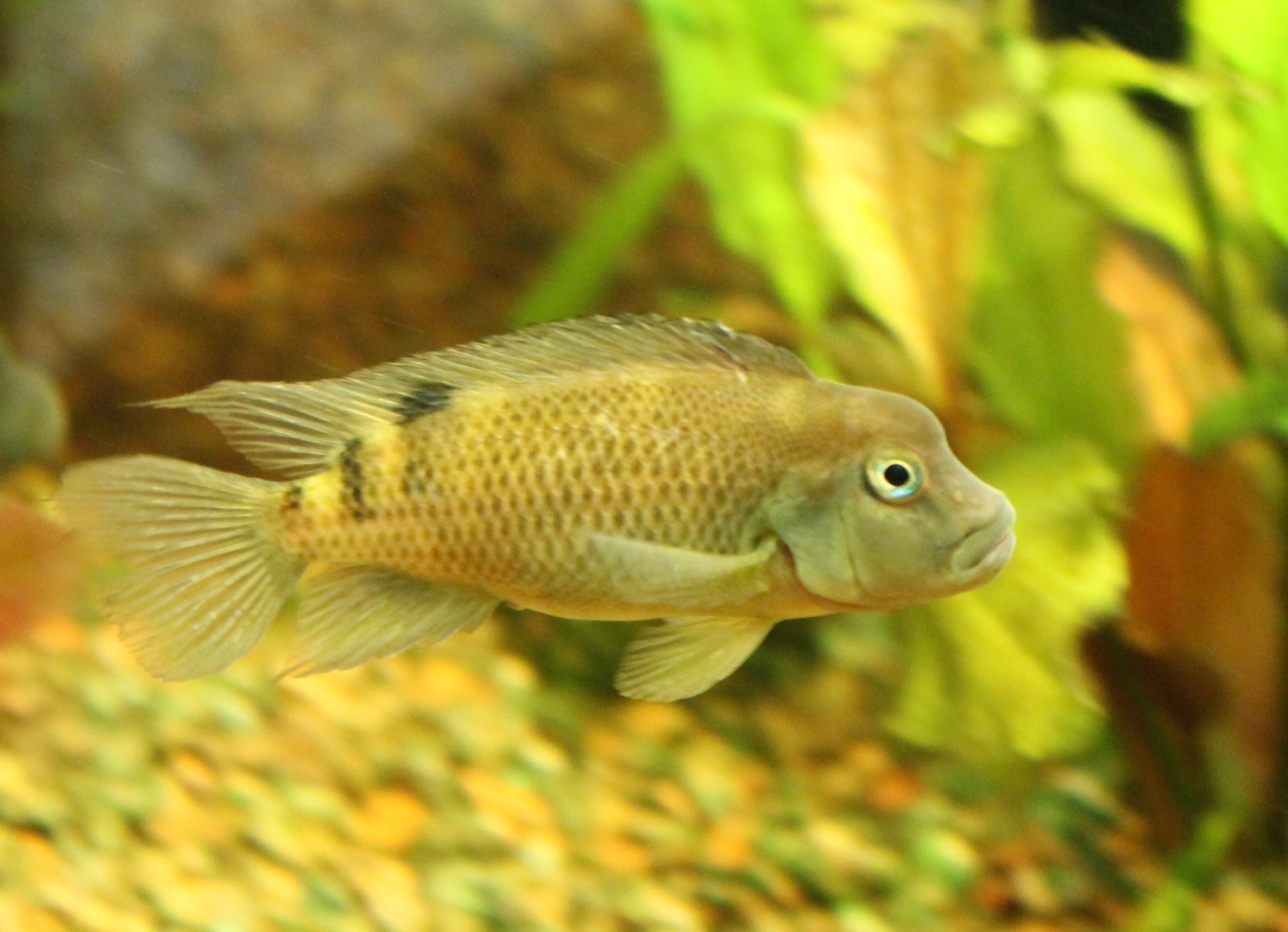 Steatocranus casuarius