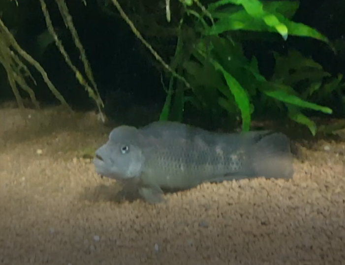 Steatocranus casuarius