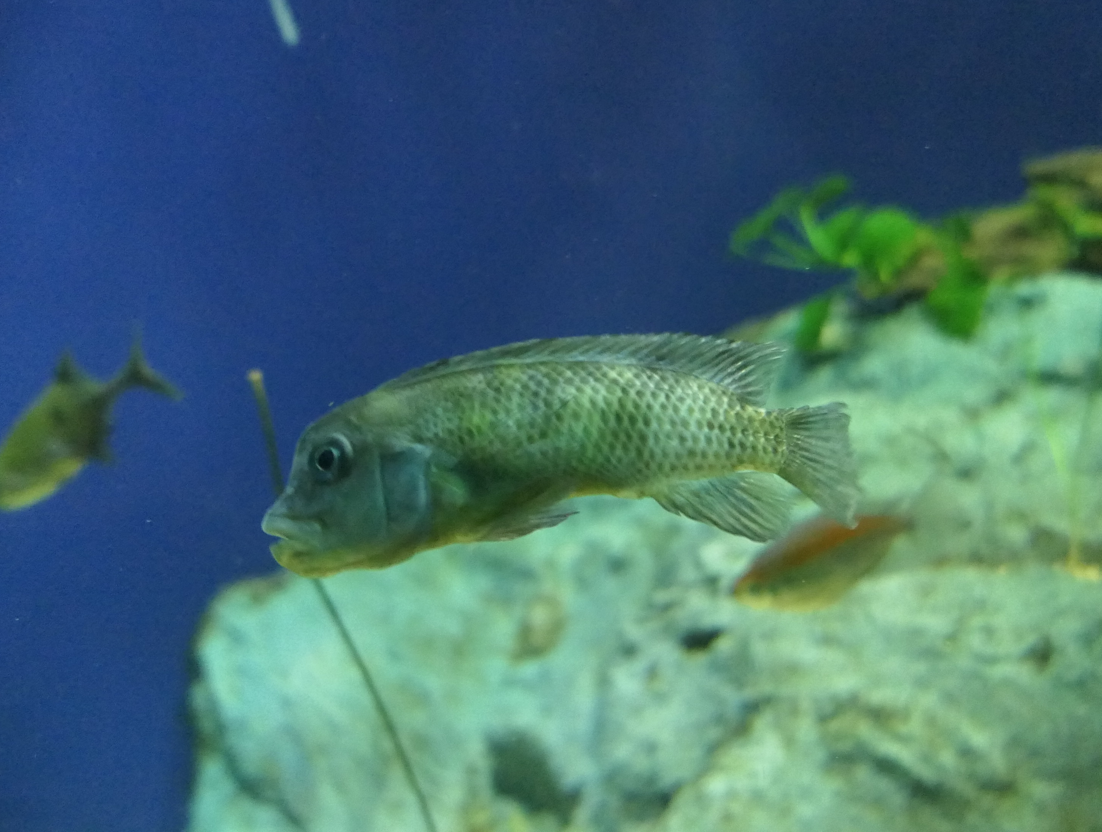 Steatocranus casuarius?