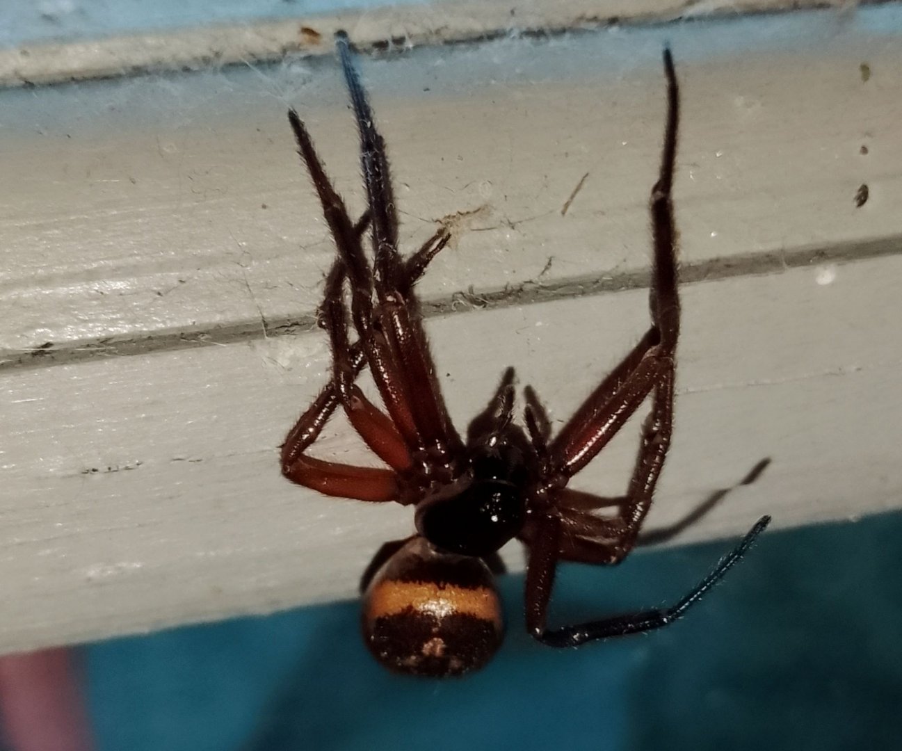 Steatoda nobilis 240625