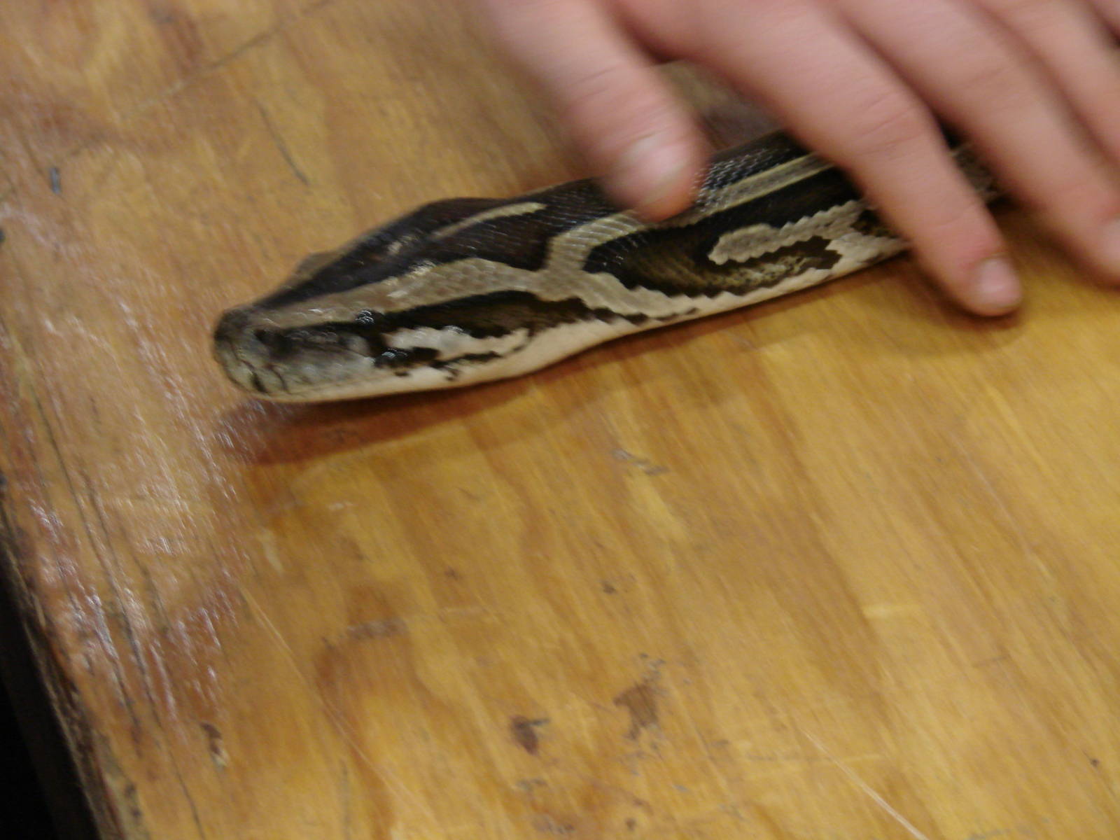 Steel City Safari - November 15th, 2009