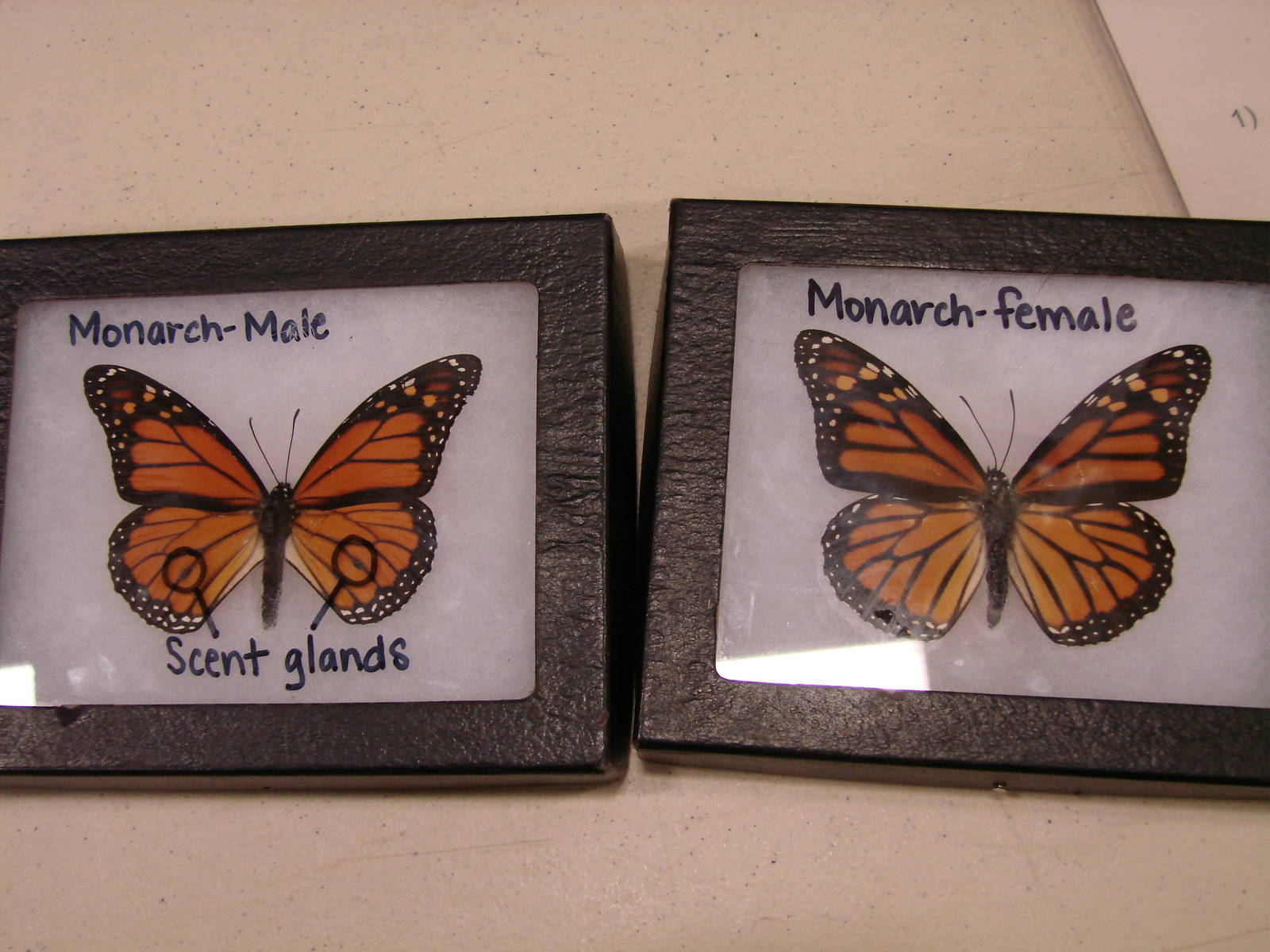 Steel City Safari - November 15th, 2009