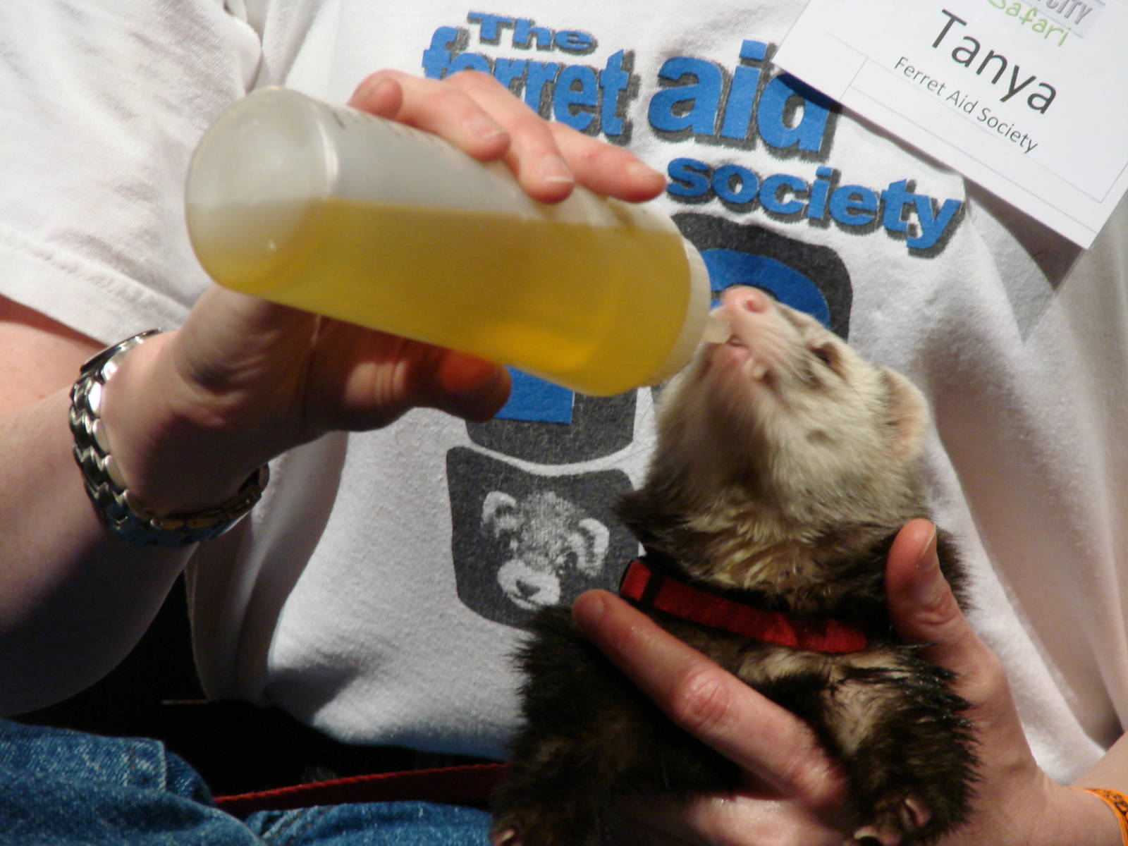 Steel City Safari - November 15th, 2009