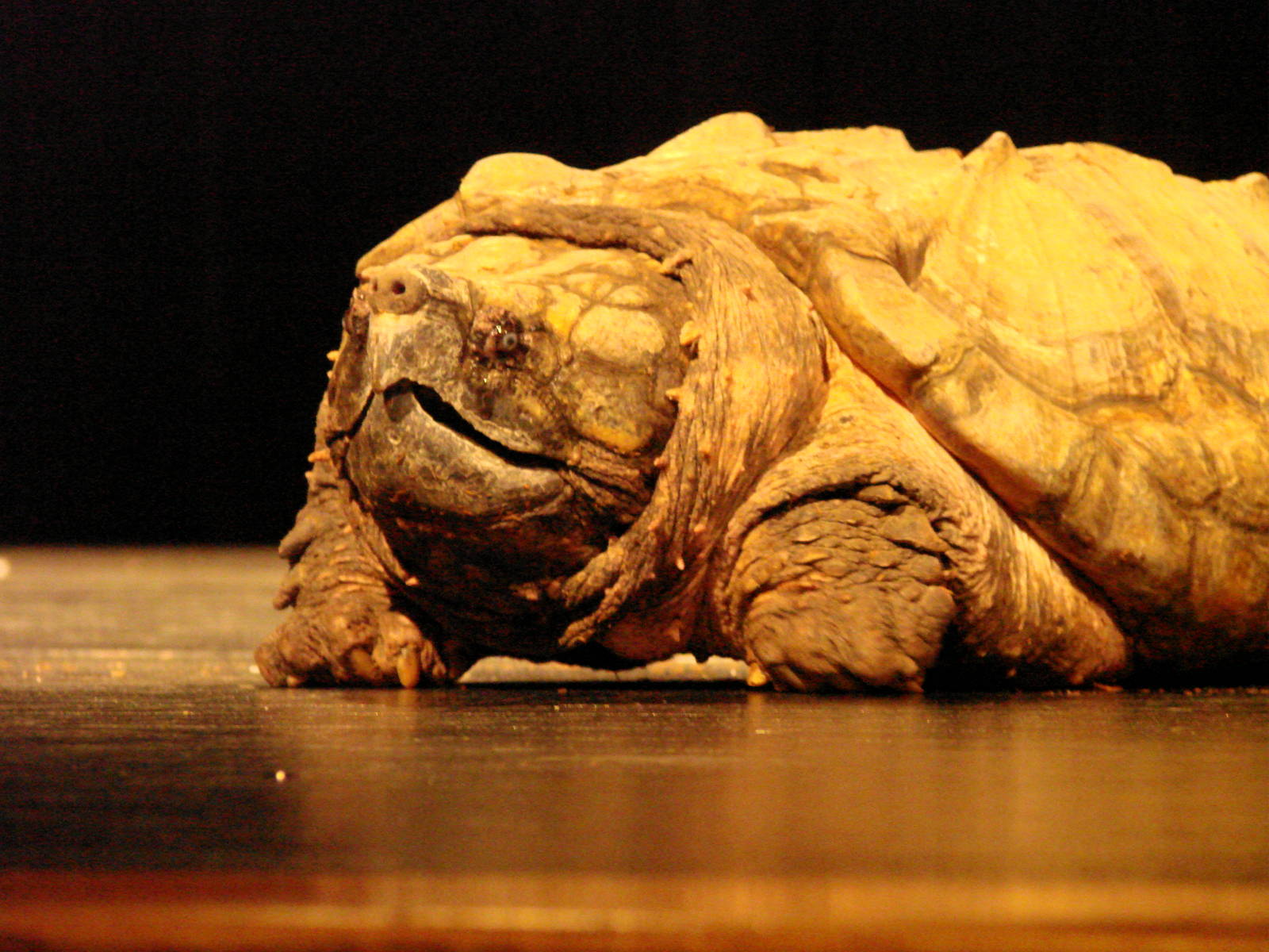 Steel City Safari - November 15th, 2009