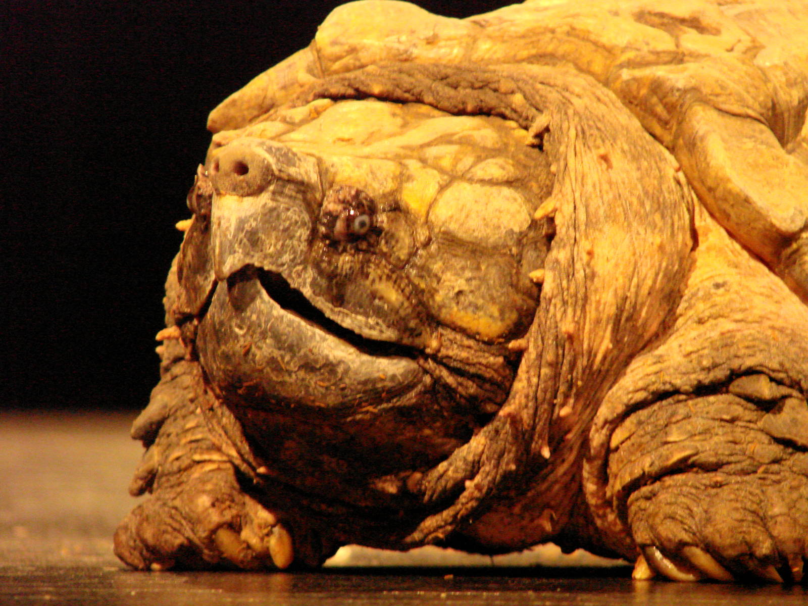 Steel City Safari - November 15th, 2009