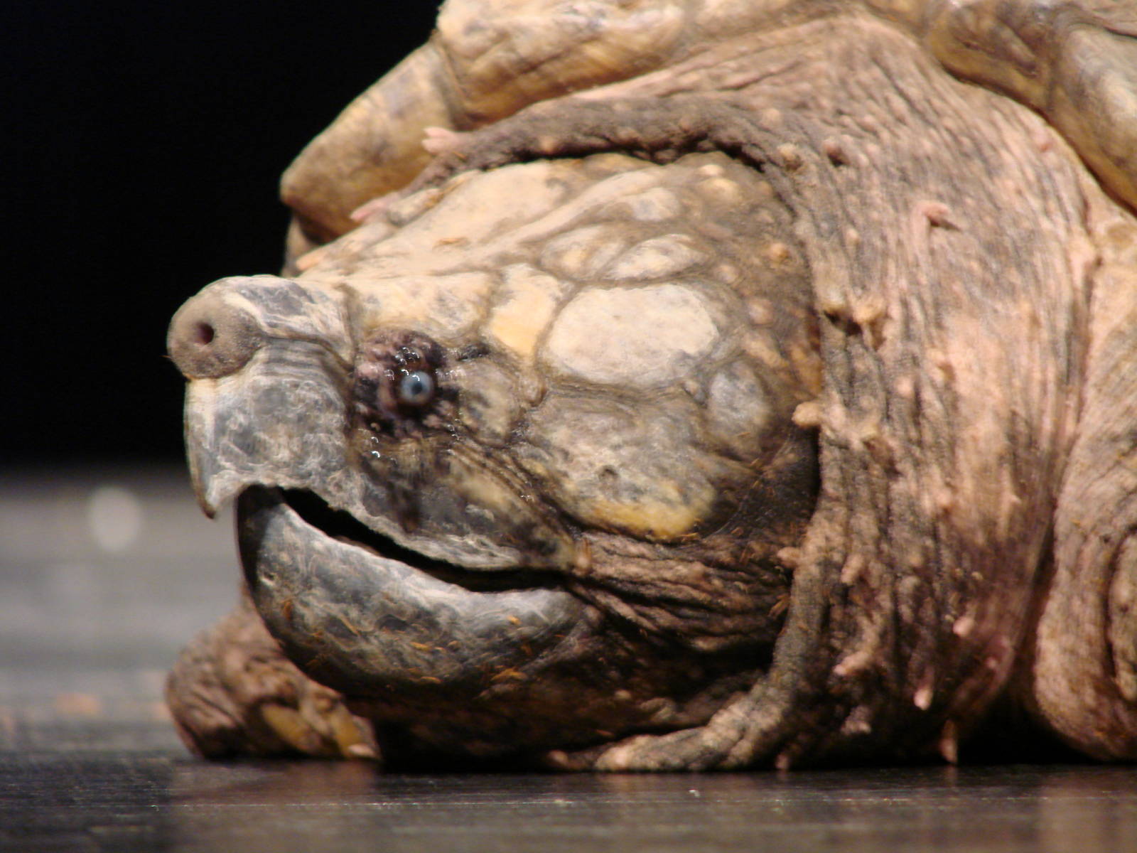 Steel City Safari - November 15th, 2009