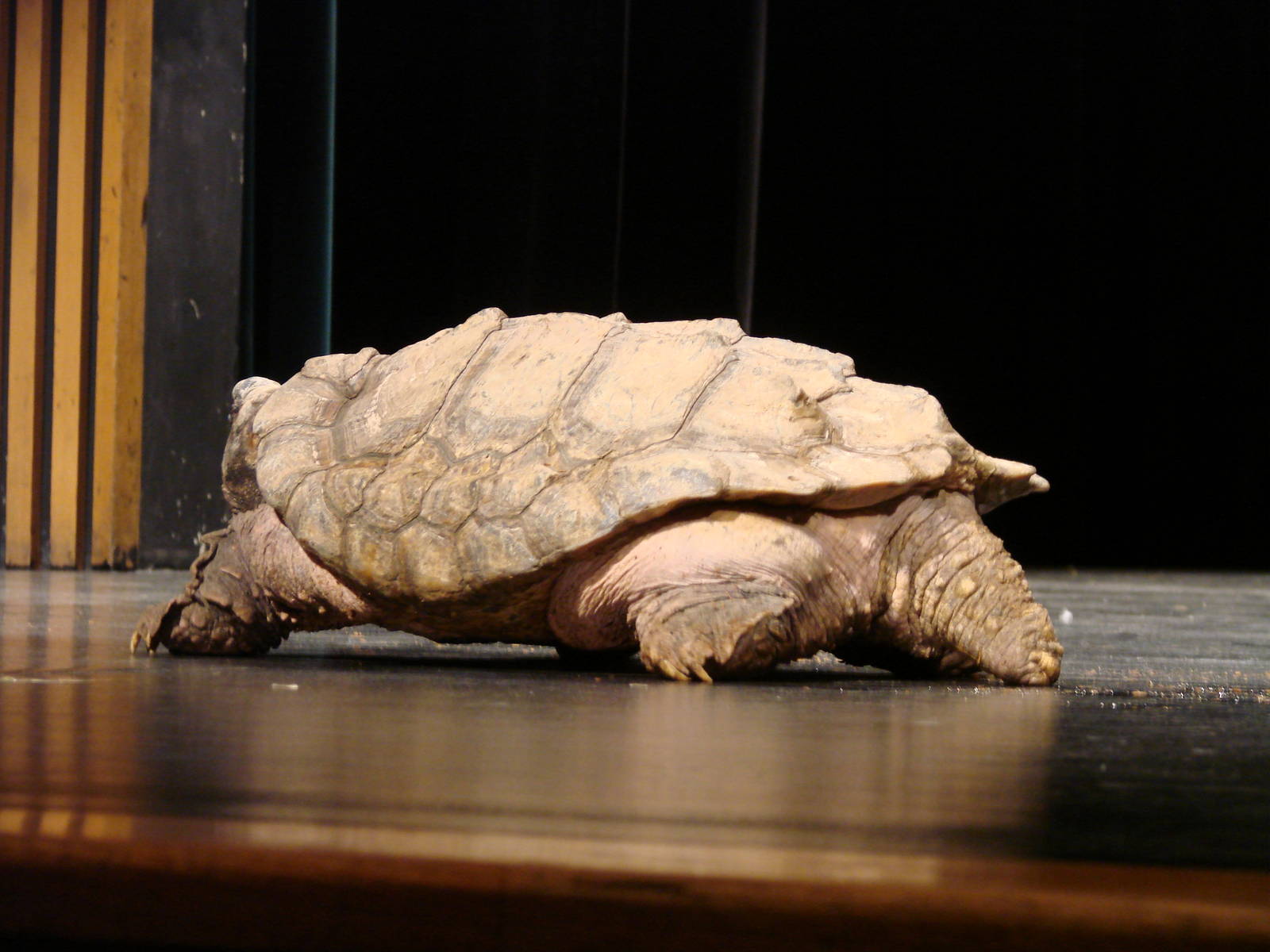 Steel City Safari - November 15th, 2009