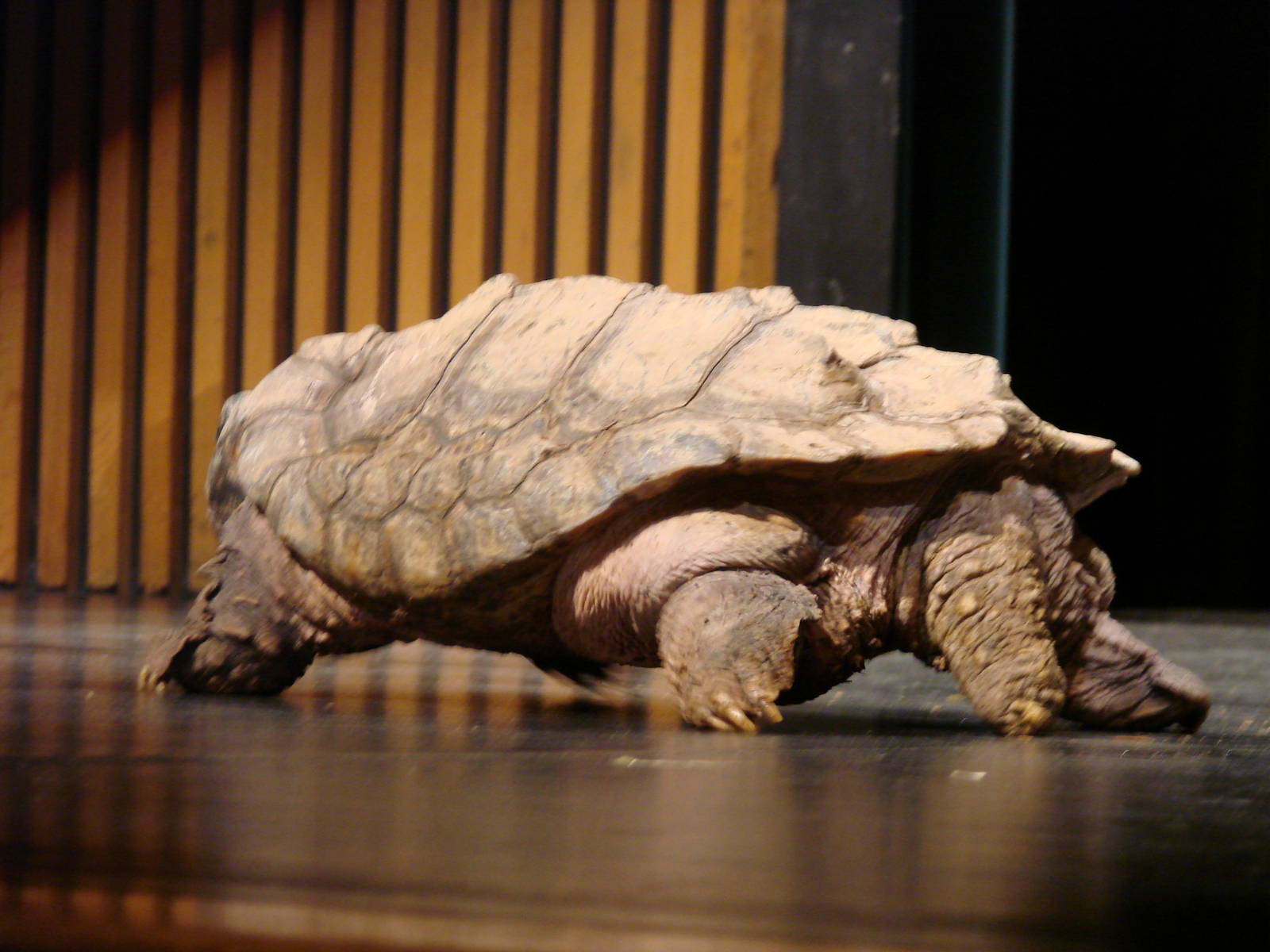 Steel City Safari - November 15th, 2009