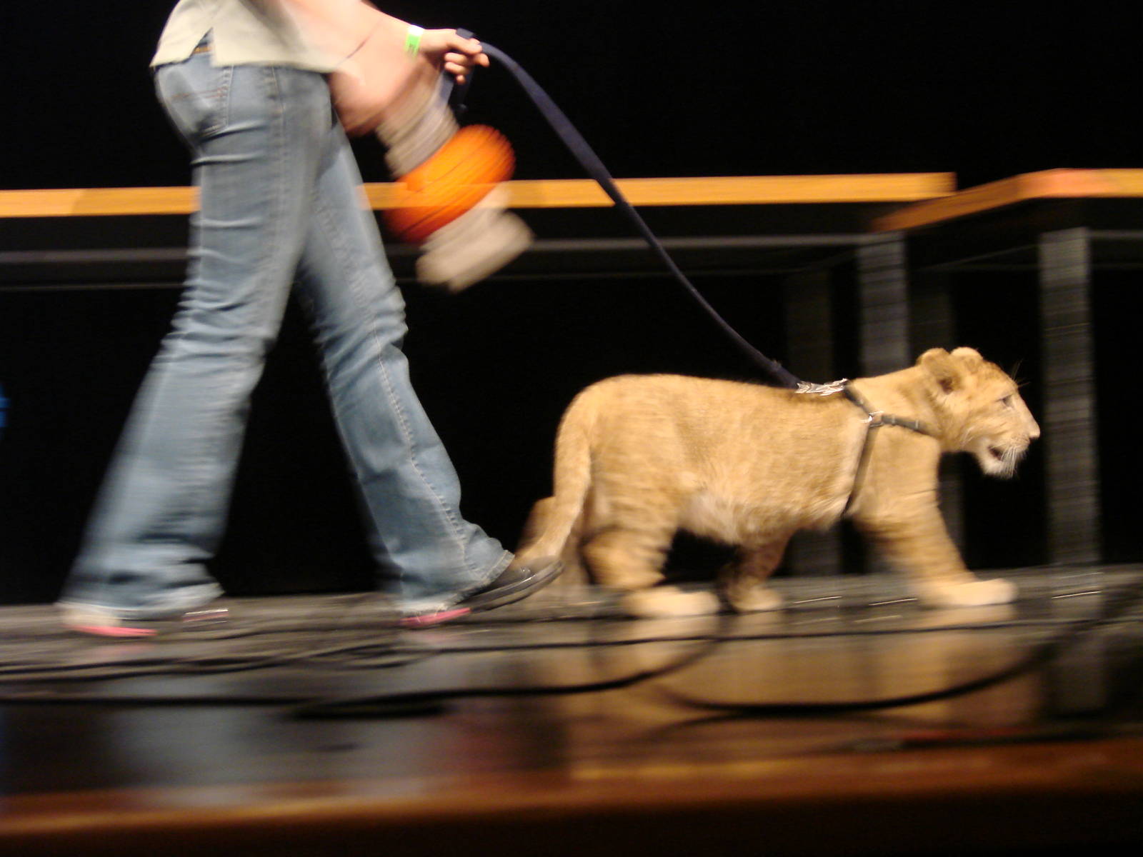 Steel City Safari - November 15th, 2009