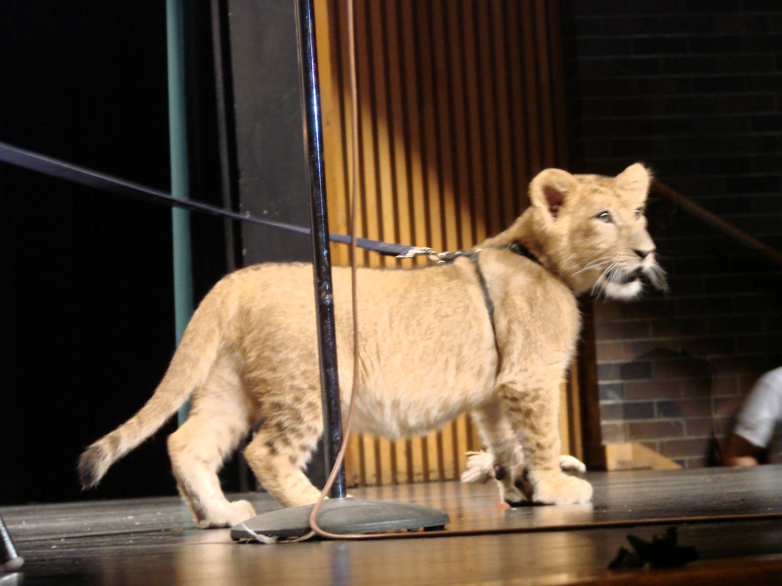 Steel City Safari - November 15th, 2009