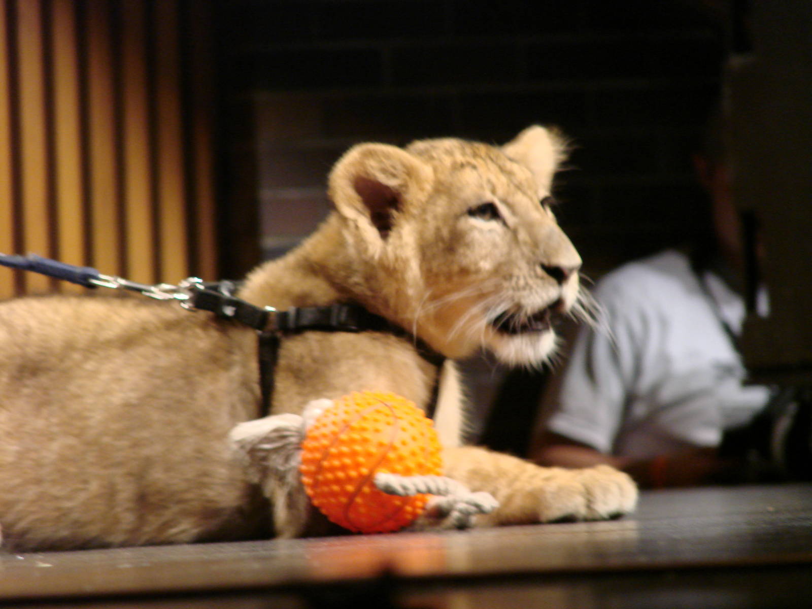 Steel City Safari - November 15th, 2009